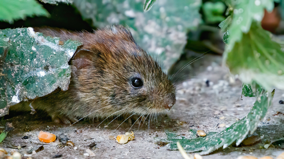 13  Bank Vole